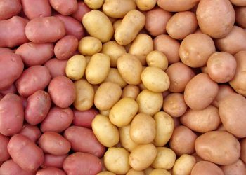 34718294-AdobeStock_-harvested-potato-tubers-scaled.jpeg